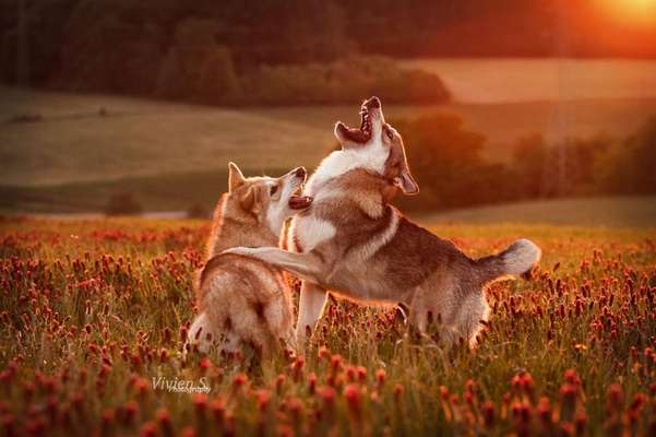 Fotowettbewerb Natur-Beitrag-Bild