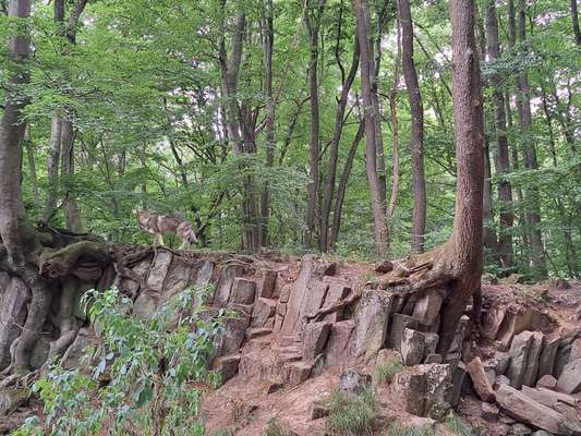 Dogorama Photo Challenge - Tarnung ist alles-Beitrag-Bild