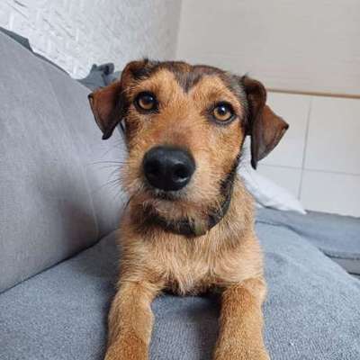 Mischlinge raten - Rätselspaß-Beitrag-Bild