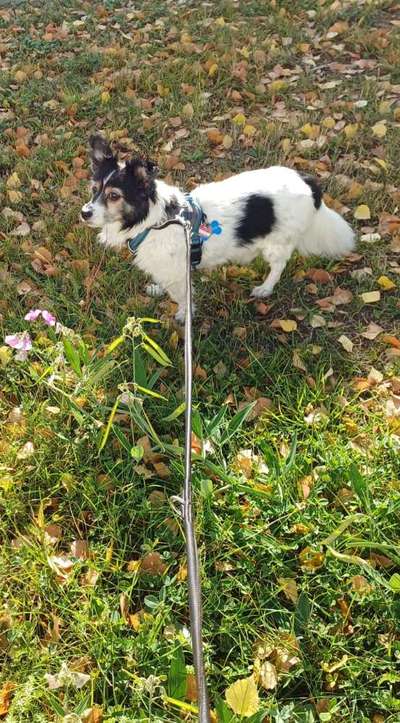 Mischlinge raten - Rätselspaß-Beitrag-Bild