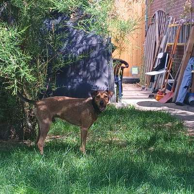 Mischlinge raten - Rätselspaß-Beitrag-Bild