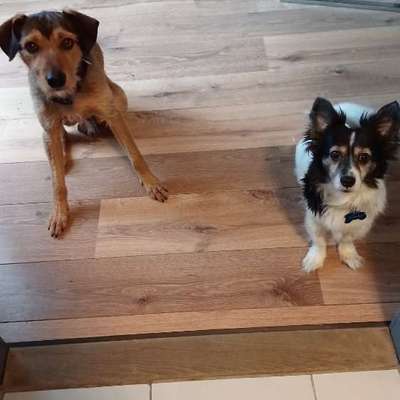 TierschutzhundeStammtisch🐕-Beitrag-Bild