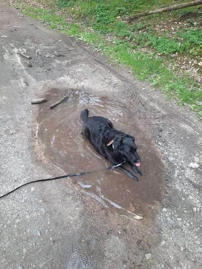 Dogorama-Monats-Challenge-Mai "Wasser"-Beitrag-Bild