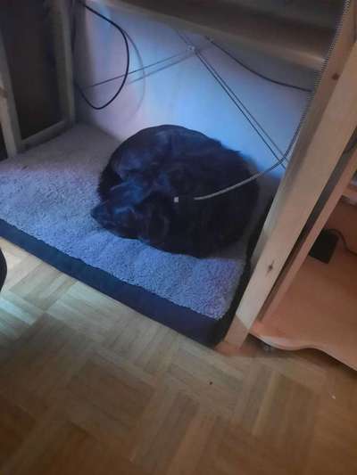 Fotochallenge 28 -Hunde im Homeoffice-Beitrag-Bild