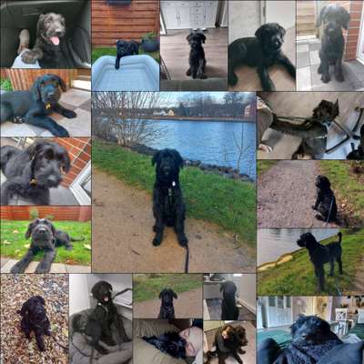 Wo sind die Riesenschnauzer?-Beitrag-Bild