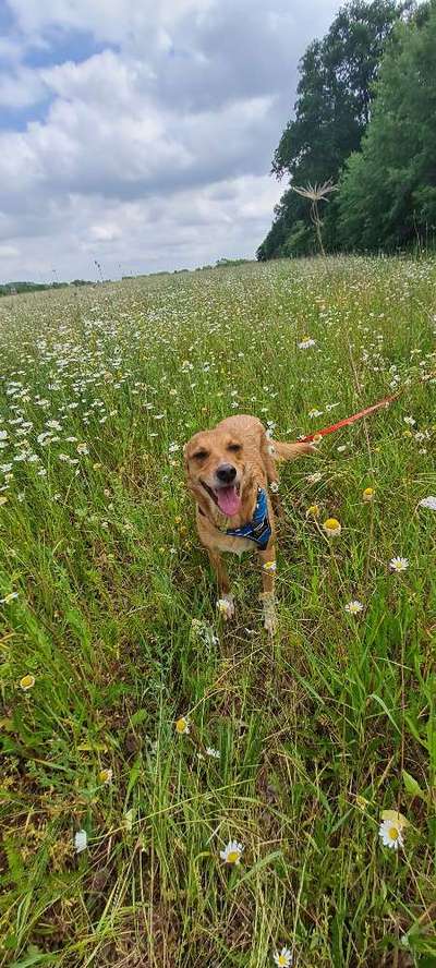 Mischlingshunde Foto Aufruf-Beitrag-Bild