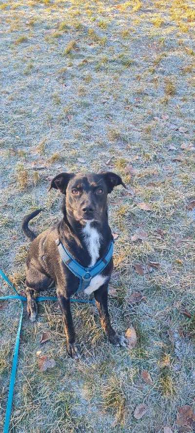 Mischlingshunde Foto Aufruf-Beitrag-Bild