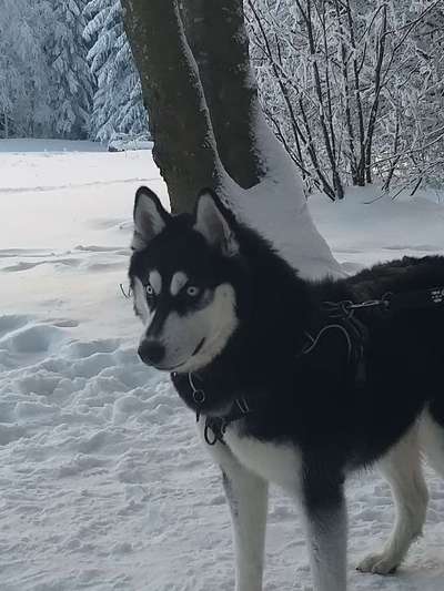 Husky-Beitrag-Bild