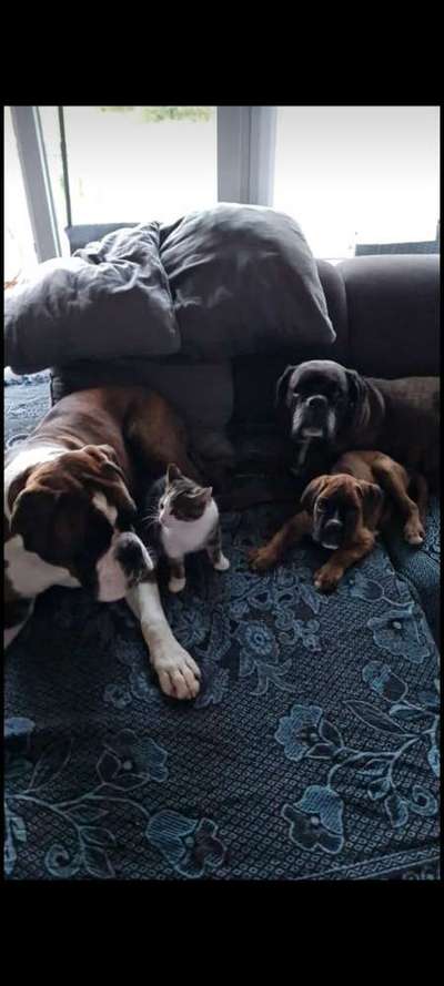 Deutsche Boxer-Beitrag-Bild