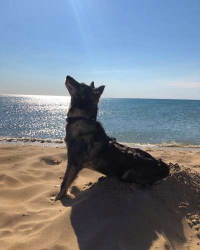 Dogorama-Monats-Challenge-Mai "Wasser"-Beitrag-Bild