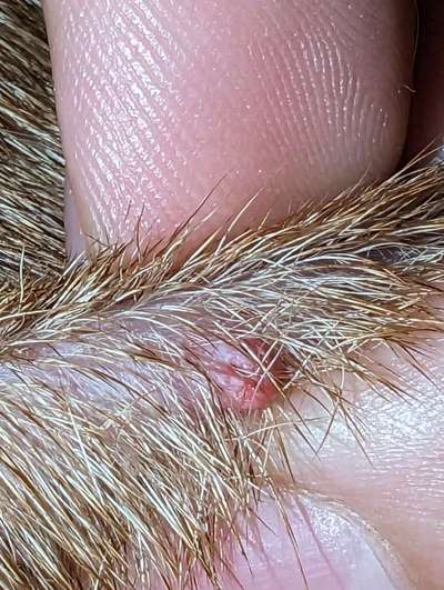 Ist das ein Knubbel?-Beitrag-Bild