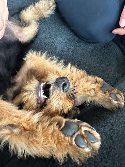 Airedale Terrier-Beitrag-Bild