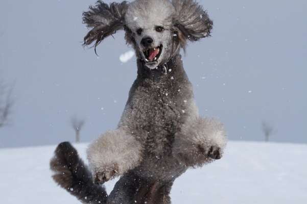 Unsere Fellnasen im Regenbogenland-Beitrag-Bild