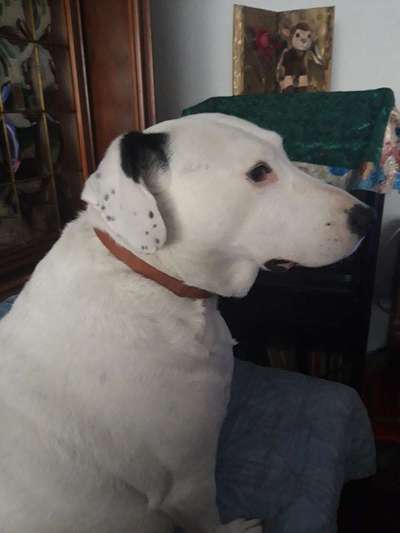 Auslandstierschutz-Beitrag-Bild