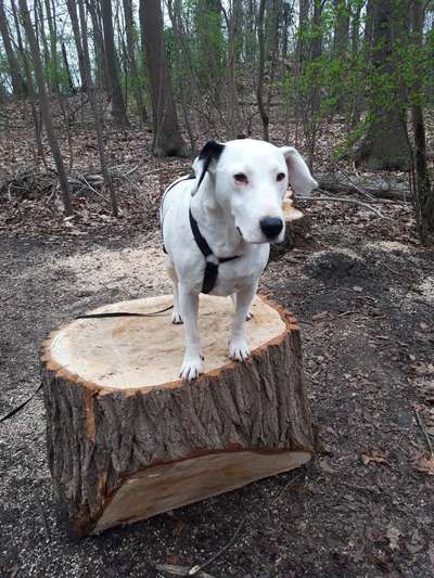 Hunde vom Tierschutzverein 🐕♥️-Beitrag-Bild