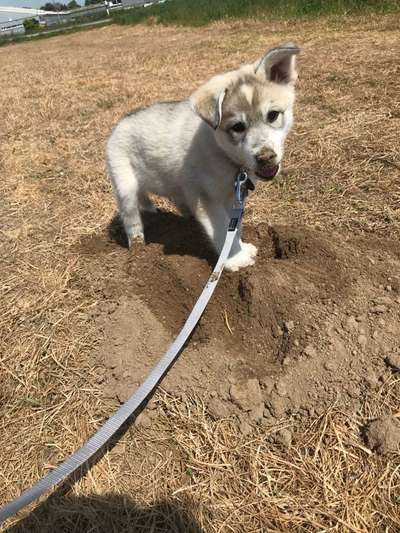 Welpen Bilder !-Beitrag-Bild