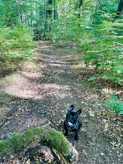 Französische Bulldoggen-Beitrag-Bild