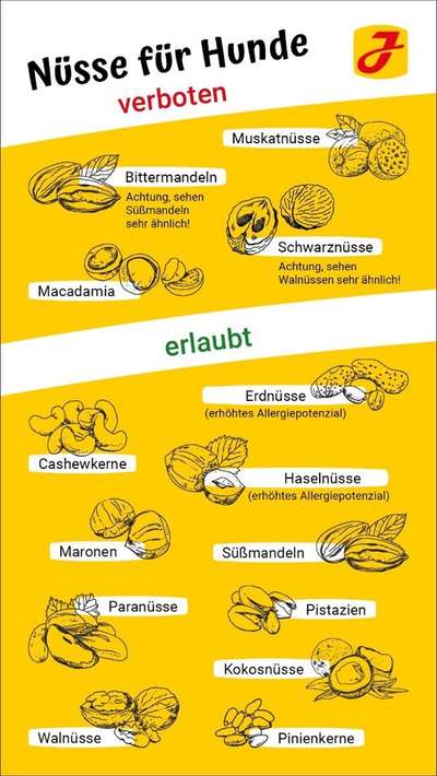 Französische Bulldoggen-Beitrag-Bild