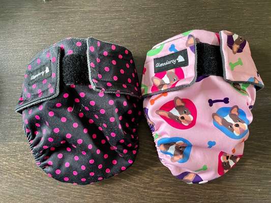 Französische Bulldoggen-Beitrag-Bild