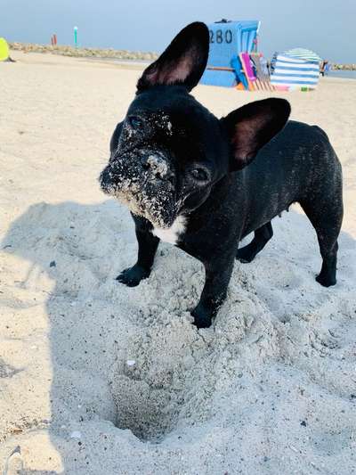 Challenge 41 - Mein Hund im Urlaub-Beitrag-Bild