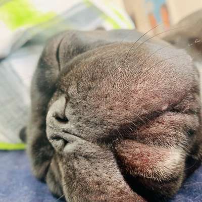 Französische Bulldoggen-Beitrag-Bild