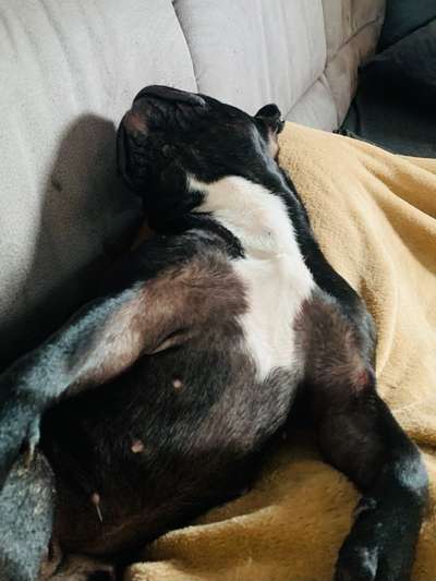 Französische Bulldoggen-Beitrag-Bild