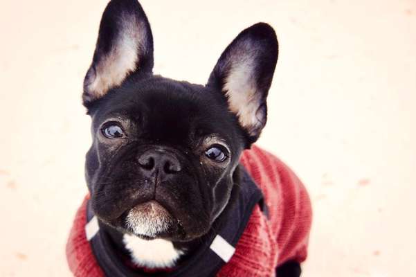 Französische Bulldoggen-Beitrag-Bild