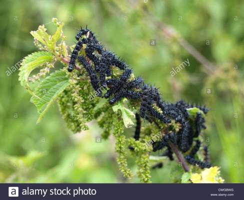 Eichenprozessionsspinner?-Beitrag-Bild