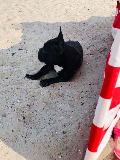 Brachycephale Hunderassen-Beitrag-Bild