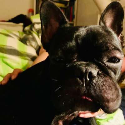 Brachycephale Hunderassen-Beitrag-Bild