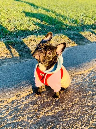 Französische Bulldoggen-Beitrag-Bild