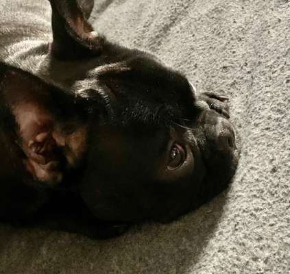 Umfrage zur relativen Schnauzenlänge-Beitrag-Bild