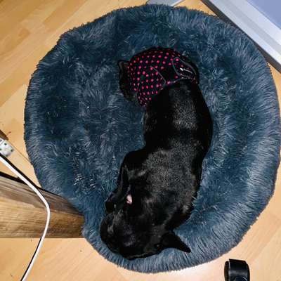 Französische Bulldoggen-Beitrag-Bild