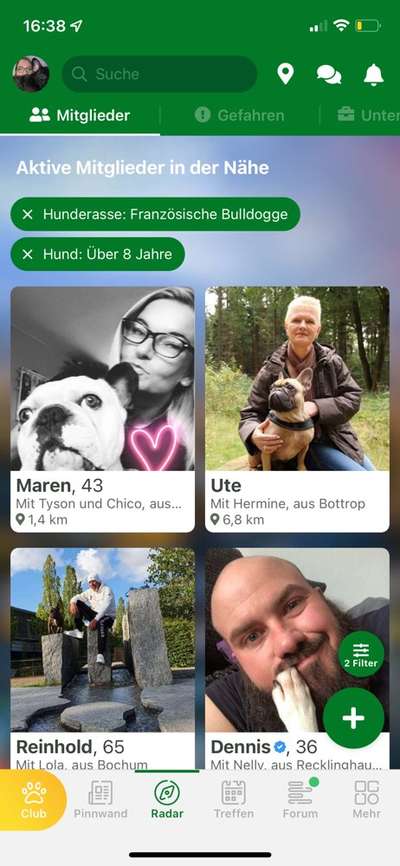 Französische Bulldoggen-Beitrag-Bild