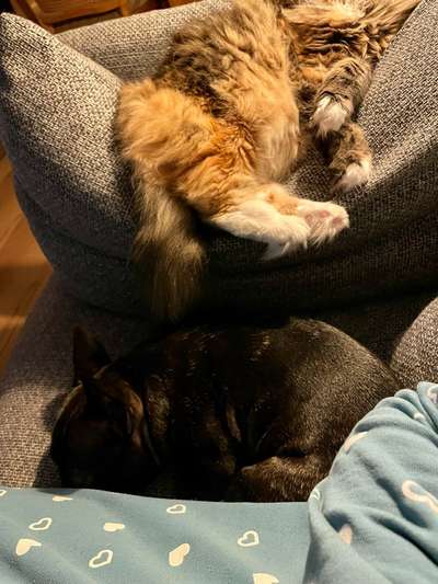 Französische Bulldoggen-Beitrag-Bild