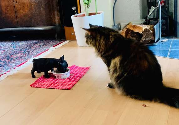 Französische Bulldoggen-Beitrag-Bild