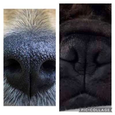 Französische Bulldoggen-Beitrag-Bild