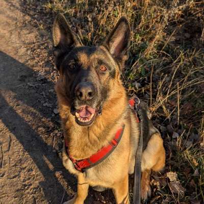 Hundetreffen-Social Walk und Training-Bild