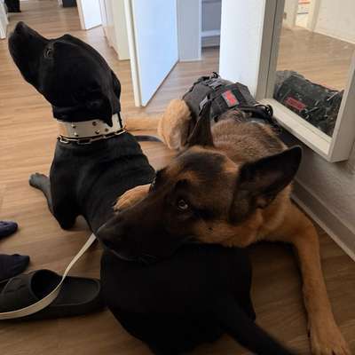 Hundetreffen-Spaziergang und Training-Bild