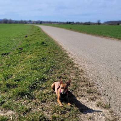 Hundetreffen-Treffen und spielen-Bild