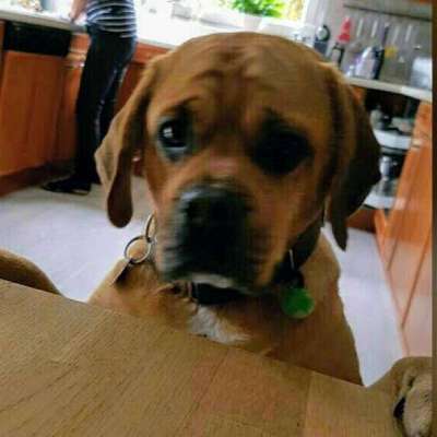 Mops mix-Beitrag-Bild