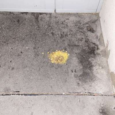 Giftköder-Vermutung Giftköder oder anderes-Bild