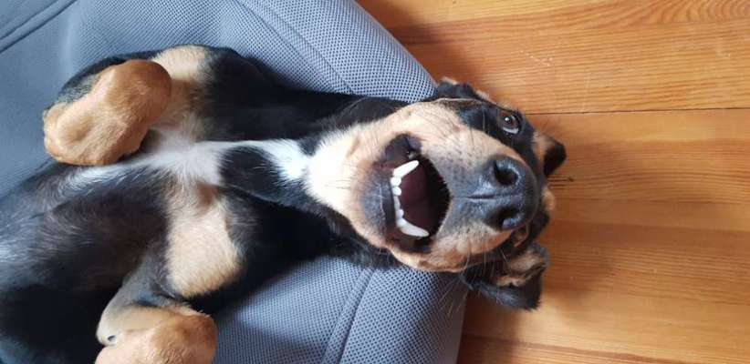 Zeige das lustigste Bild eures Hundis-Beitrag-Bild