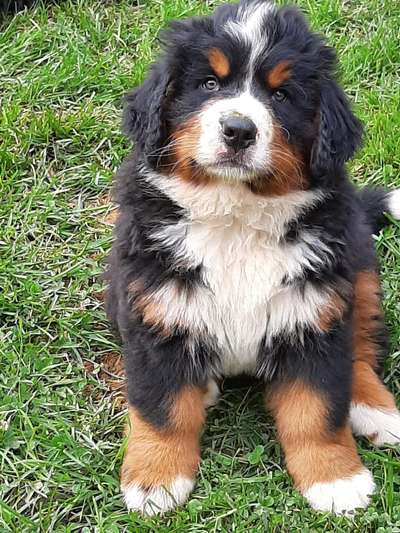 Die Dogorama Kalender Challenge Titelbild-Beitrag-Bild