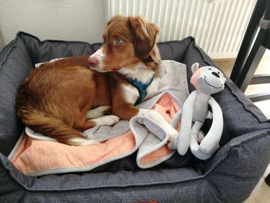 Mischlingshunde Foto Aufruf-Beitrag-Bild