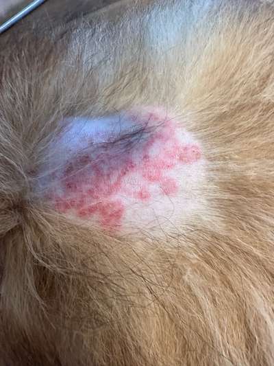 Dermatitis ohne Diagnose-Beitrag-Bild