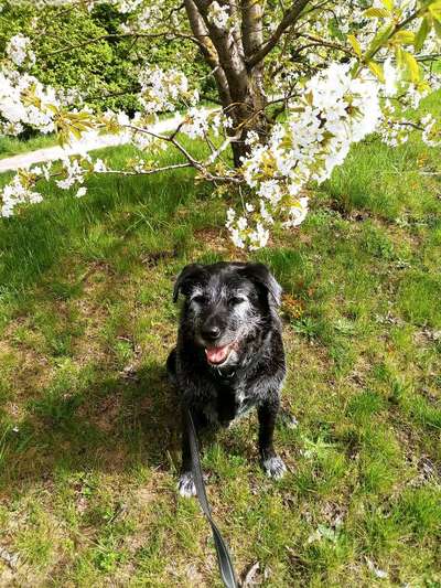 Ältere Hunde aus dem Ausland-Beitrag-Bild