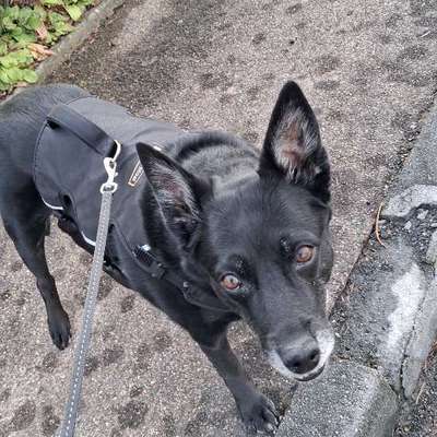 Reinrassige Hunde?-Beitrag-Bild