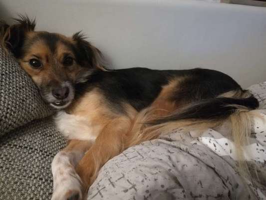 Unsere Fellnasen im Regenbogenland-Beitrag-Bild