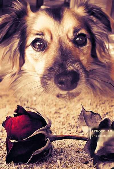 Unsere Fellnasen im Regenbogenland-Beitrag-Bild